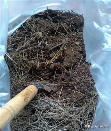 松针土是酸性还是碱性，松树林里的腐殖土是酸性还是碱性
