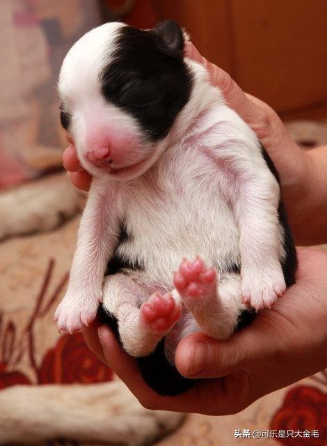 刚出生的小狗品种图片