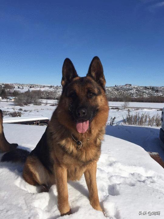 世界名犬排行榜:世界上排名最凶狠的前十名狗加一起能打得过一只非洲雄狮吗？ 世界名犬排行榜前十