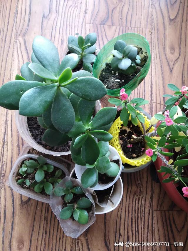 玉树养成盆景的几个技巧，为什么有人养在室内就容易挂掉呢？插图22