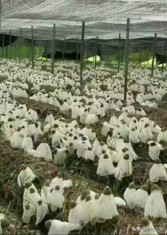 什么食品可以放10年以上还可以吃？插图50