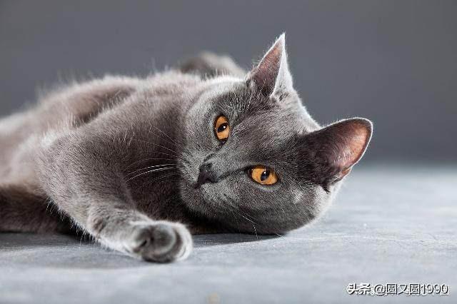 出售西伯利亚猫:家养自繁小猫咪怎么出售？