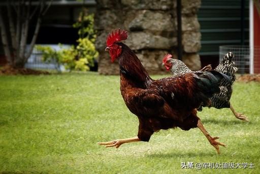 大多数鱼类两栖类鸟类爬行类雌性体型大于雄性?