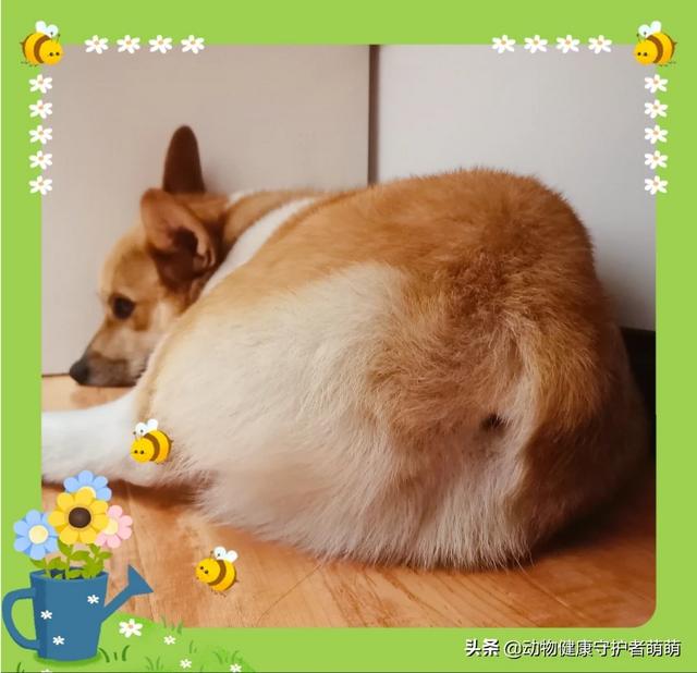 柯基狗的视频:柯基犬断了尾巴怎么感觉还有一点点？