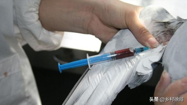 英特威信鸽疫苗:英特威信鸽疫苗如何 英特威犬用疫苗为什么有两种？