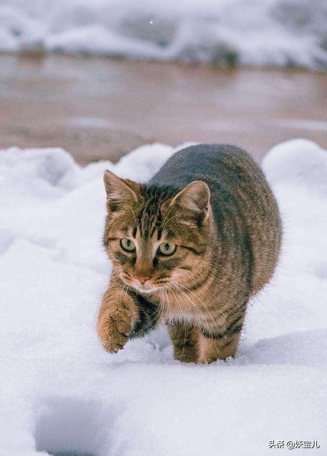 狸花猫的野性有多大？插图12