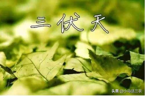 入伏从哪一天开始算起:2020年的三伏天是从哪天开始？在农村又有什么风俗习惯呢？