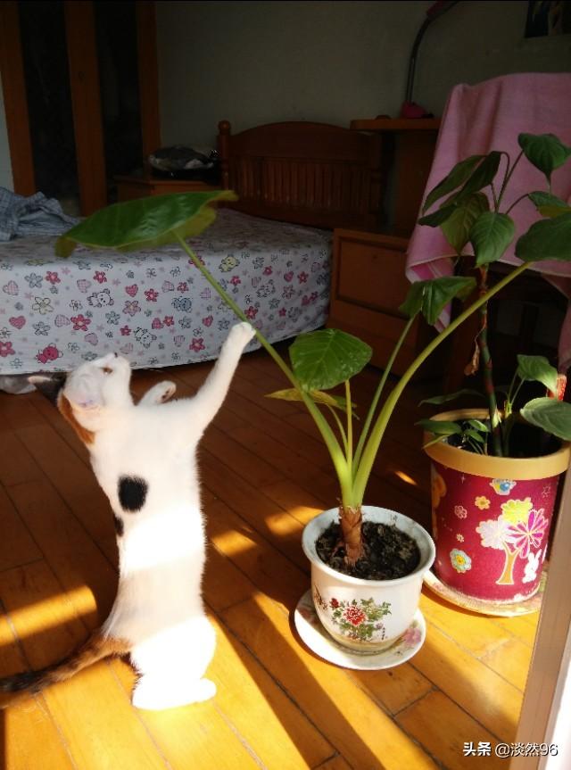 猫草:猫草对猫有什么作用 「猫草」为什么这么吸引猫？