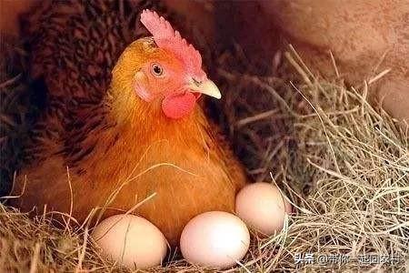 鸡蛔虫病什么症状:鸡蛔虫病有什么症状 家庭圈养的少量鸡要驱虫吗？