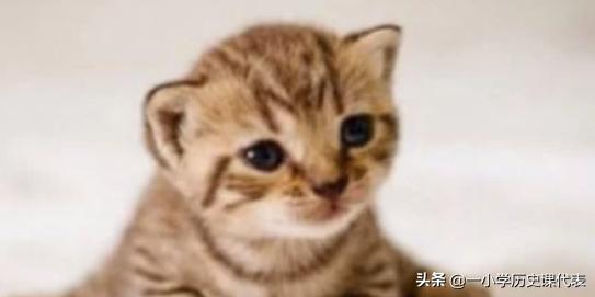 生骨肉猫咪有约论坛:猫咪可以生吃牛肉吗？吃生肉有哪些注意事项？