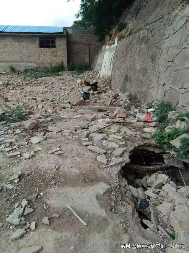 流浪狗和流浪猫中的好句:流浪狗和流浪猫好句摘抄 你觉得流浪狗可怜吗，该不该救？