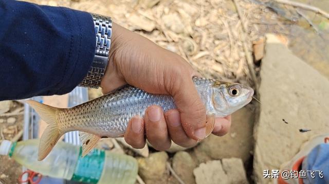 如何钓鲮鱼(如何钓鲮鱼避开罗非)