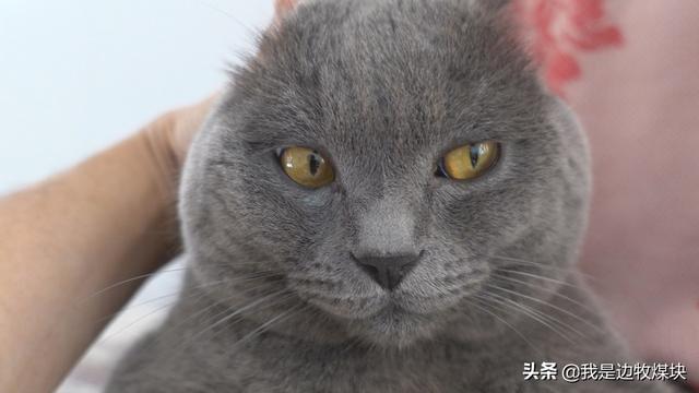 绣球狗不打疫苗可以吗:猫狗在家里养不出屋，可以不打疫苗么？