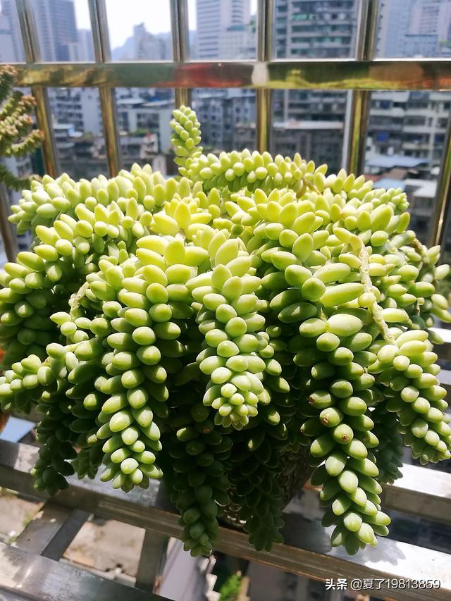 魔南景天夏季落叶怎么办:多肉玉缀全露养，夏天没遮阳，你们的玉缀会狂掉叶子吗？