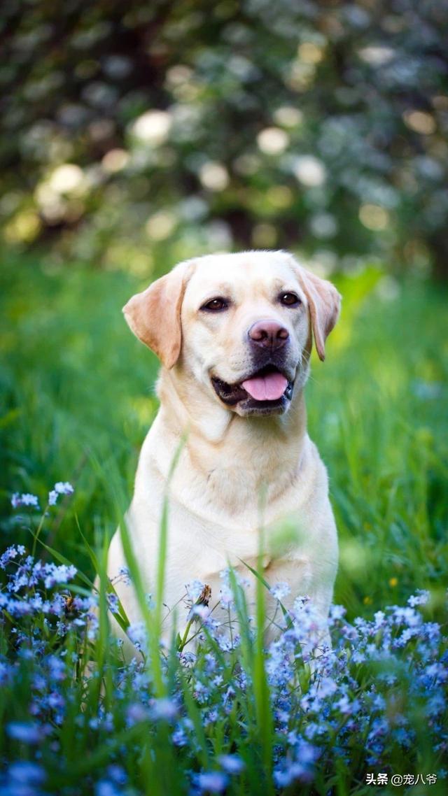 金毛幼犬图片:两个月大的金毛幼犬只有六斤是不是偏瘦，应该怎么办？