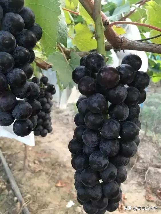 上架的巨峰葡萄冬季怎样剪
