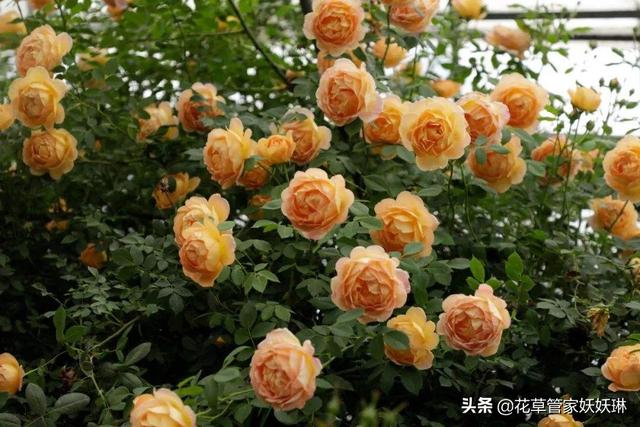 爬藤月季花的栽培:网购了藤本月季和木香花，要怎么栽培？用什么土？