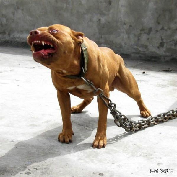 世界上凶猛的狗狗有哪些？