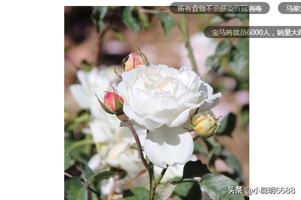 介绍玫瑰花的特点作文:玫瑰花的特点是什么？（外形）？