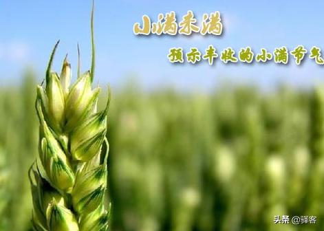 “最爱垄头麦,迎风笑落红。”诗句描写什么时节的情景？
