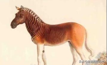 史德拉海牛灭绝在哪:10大已灭绝物种：霸王龙、斑驴？