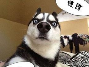 二货哈士奇搞笑图片:饲养哈士奇，你有什么感受？