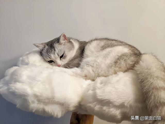 头条问答 什么品种的猫便宜好看可爱又粘人 萌面白猫的回答 0赞