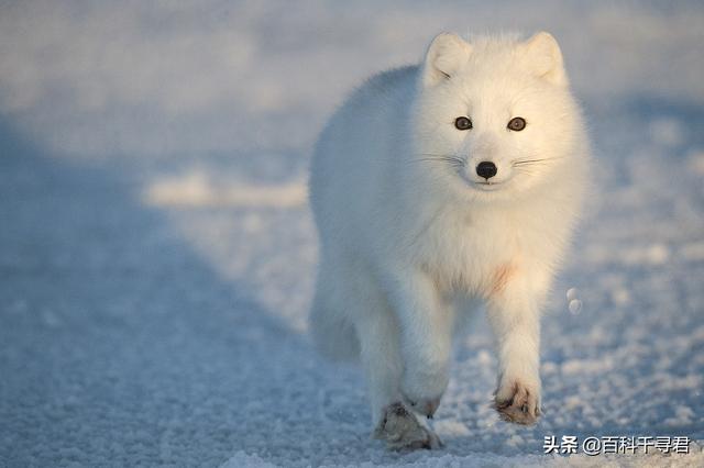 食蟹狐属:熊科动物与犬科动物在进化学上有关连吗？