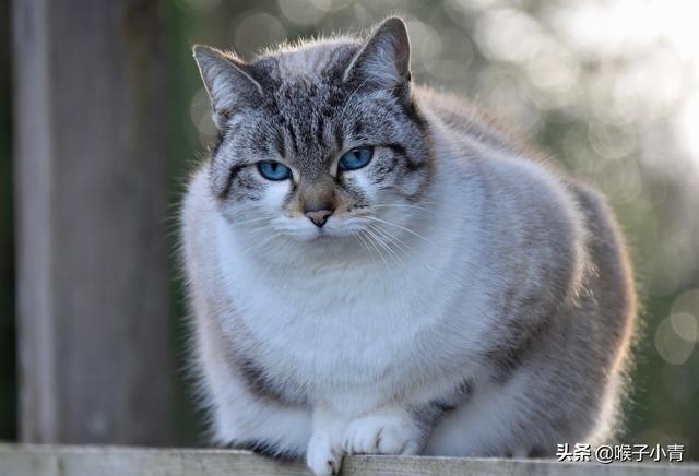 我的宠物猫咪:为什么我觉得城市里的宠物猫宠物狗比较笨和迟钝呢？