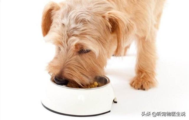 盛来知半生粮食泰迪专用:我家的狗狗近来吃狗粮最后会留一粒，这是为啥呀？