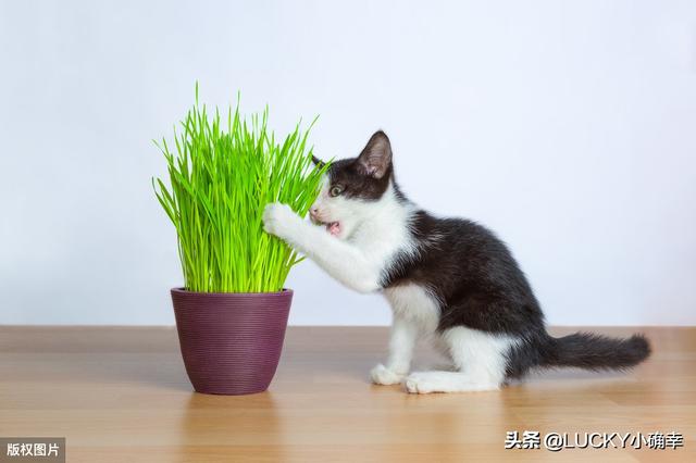 斗牛犬躲冰箱避暑视频:炎炎夏日，铲屎官们知道该如何和宠物度过一个愉快的夏季吗？ 斗牛犬躲冰箱避暑