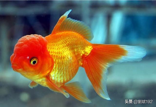 家养小型观赏鱼图片及名称:一口水缸适合养什么鱼呢？