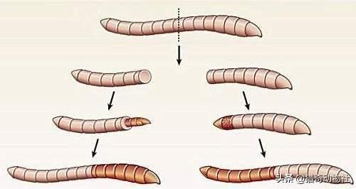 巨型蚯蚓有多长，蚯蚓这样没有防卫能力的动物为什么没有被其他动物捕食灭绝