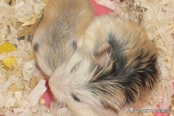 三线仓鼠野生色特征:养三线仓鼠前要买哪些仓鼠用品？