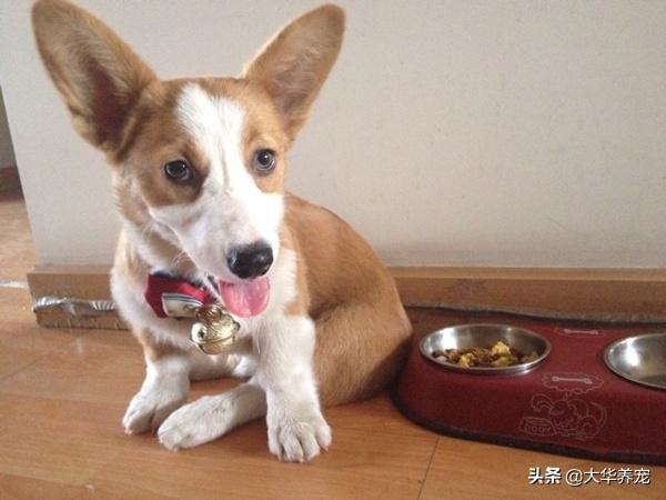 马耳他犬长到什么时候:狗狗的长体型长最快的阶段是什么时候？