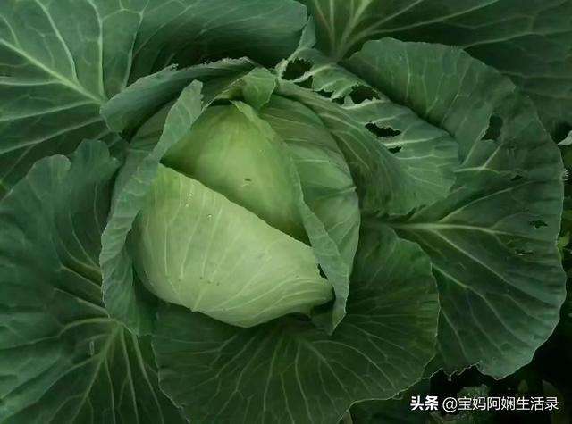 乐果农药的残留期长吗:乐果农药残留多久 农产品味道变差是使用农药化肥造成的吗？