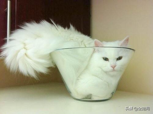 猫不吃雪诗雅罐头:猫咪不吃东西的时候可以吃猫罐头吗？