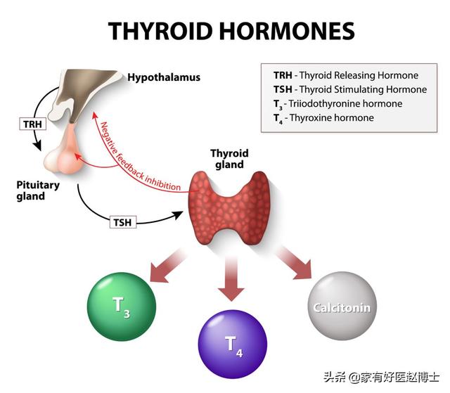 头条问答 甲状腺功能的各项指标有哪些意义 24个回答