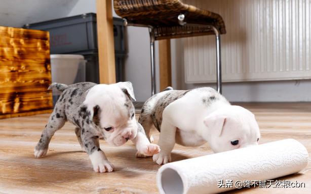 英国斗牛犬图片:为什么养英国斗牛犬的人不多？ 英国斗牛犬图片及价格