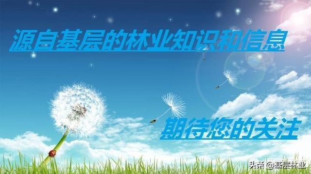 微风淡水竹:凉白开能水培绿植吗？都有哪些？