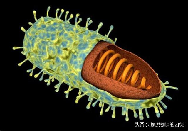 人会携带犬冠状病毒么:新冠病毒既然可以人传人，那猫狗等宠物是否也可以传播？