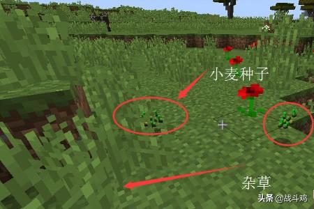 我的世界马,我的世界怎找到马？怎么喂马？