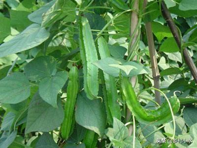 豆子从豆荚里跳出来视频:四棱豆生育期，花蕾大量脱落，该怎么办？