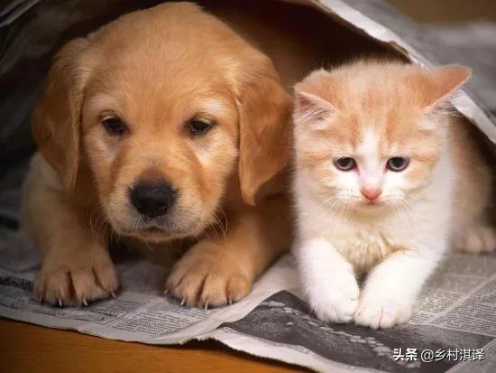 猫狗:农村俗语“一家不上七口，猫狗不能养全”什么意思？有没有道理？