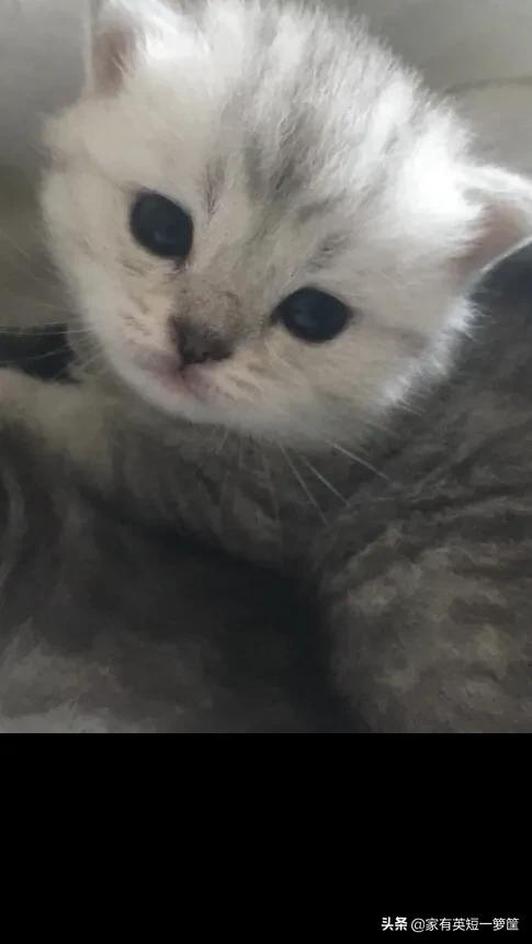 健康猫:如何从猫咪的便便中发现健康问题？