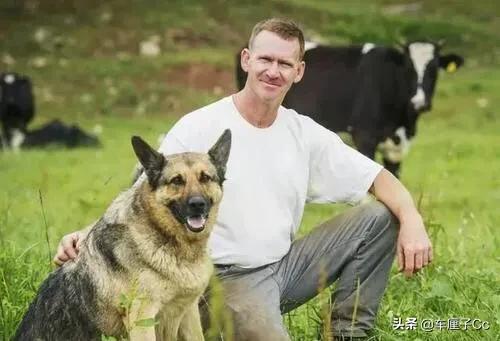 德国牧羊犬为什么禁养，为什么德牧被禁养了以后，还有很多人喜欢饲养