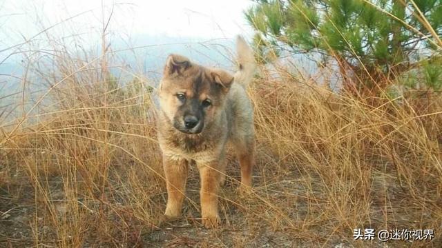 熊皮沙皮犬长大后样子:养中华田园犬怎么样？比起宠物犬有哪些优点？