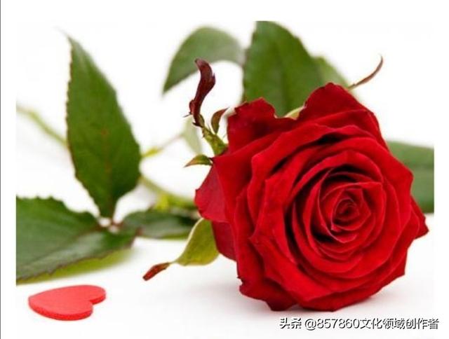 红玫瑰花语是什么意思头条评论区送红玫瑰花一朵二朵三朵是什么意思