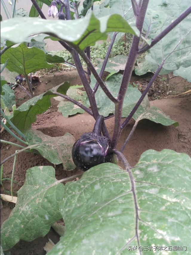 茄子种植行距株距多远比较好?