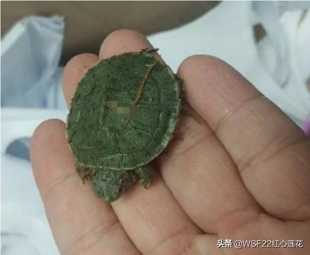 家养龟的种类:新手想养个乌龟，选择什么品种最好？